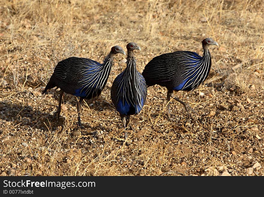 Vulturine Guineafowl Trio