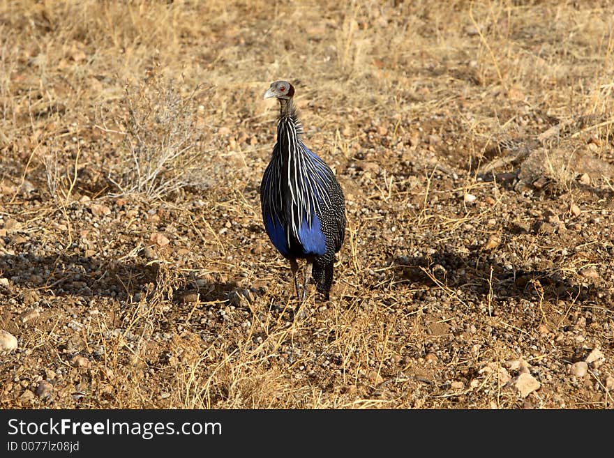 Vulturine Guineafowl