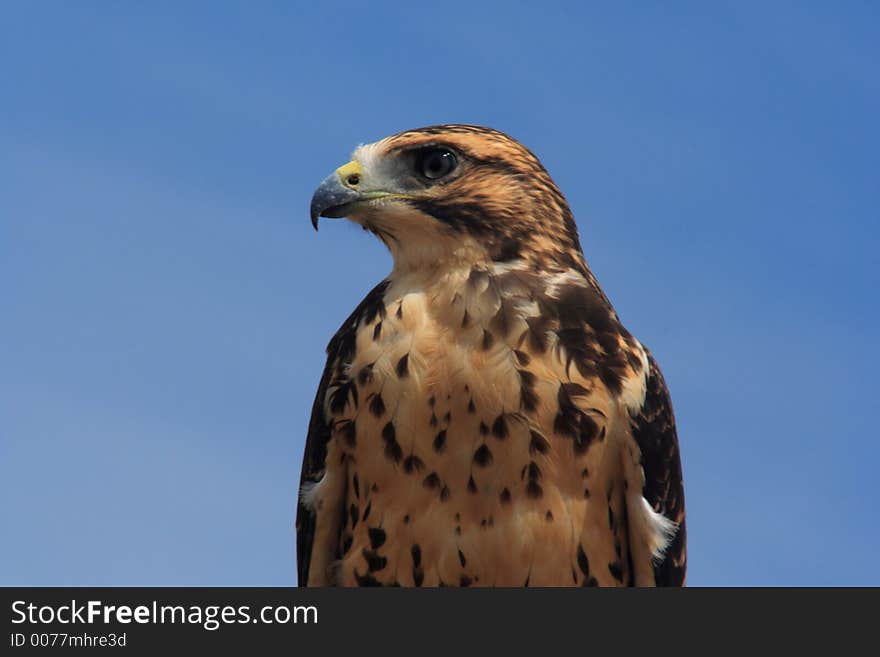 This prairie raptor wasn't the least bit concerned that I was standing right beneath him.  While his mate circled above screeching her warnings, he continued scanning the fields for prey from his fence post perch. This prairie raptor wasn't the least bit concerned that I was standing right beneath him.  While his mate circled above screeching her warnings, he continued scanning the fields for prey from his fence post perch.