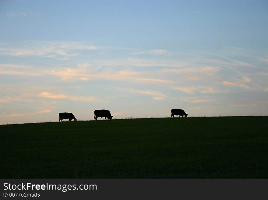 Cattle grazing at evening