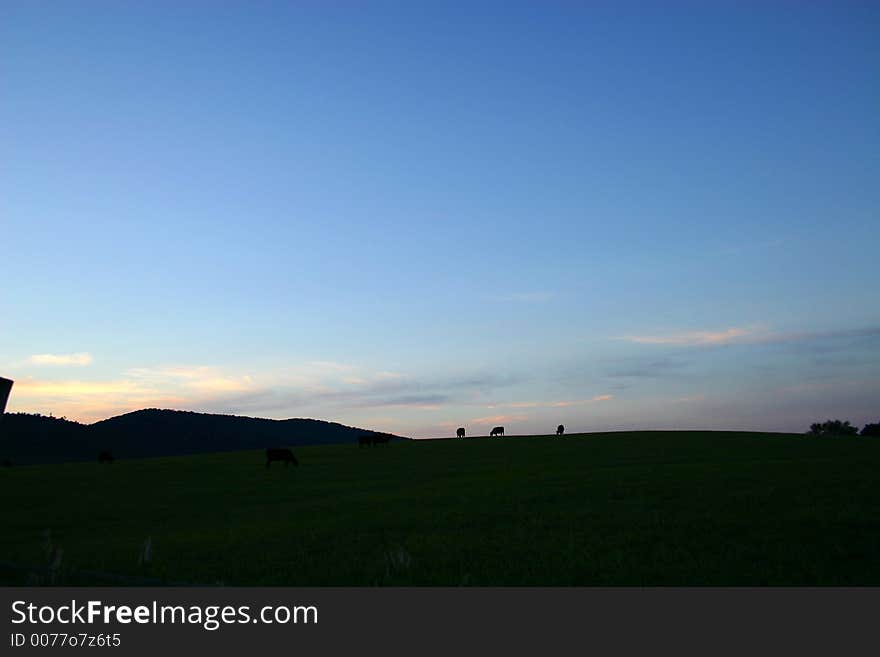 Cattle grazing at evening