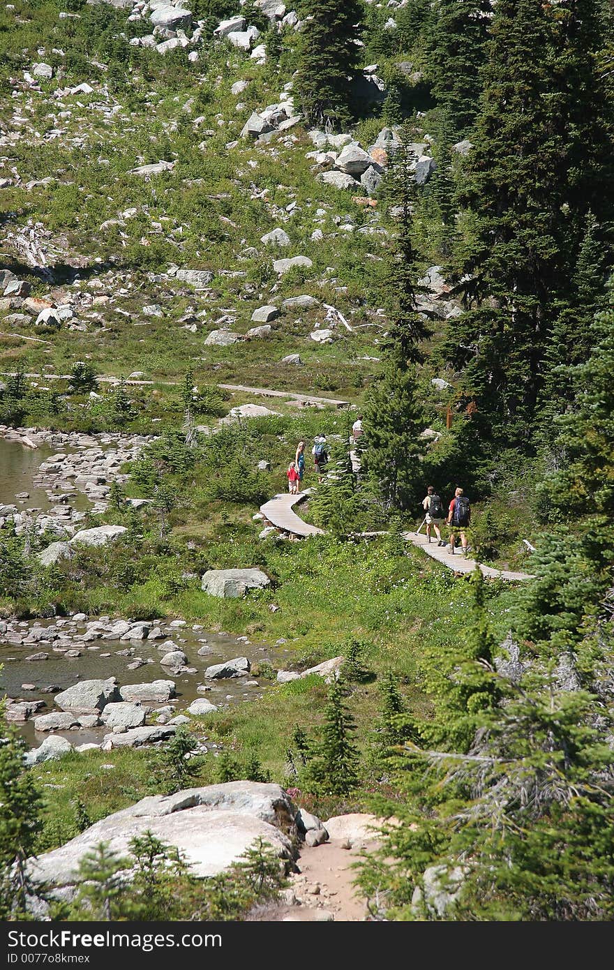 Hikers and sightseerers walk a boardwalk thorugh sensitive wetlands. Hikers and sightseerers walk a boardwalk thorugh sensitive wetlands.