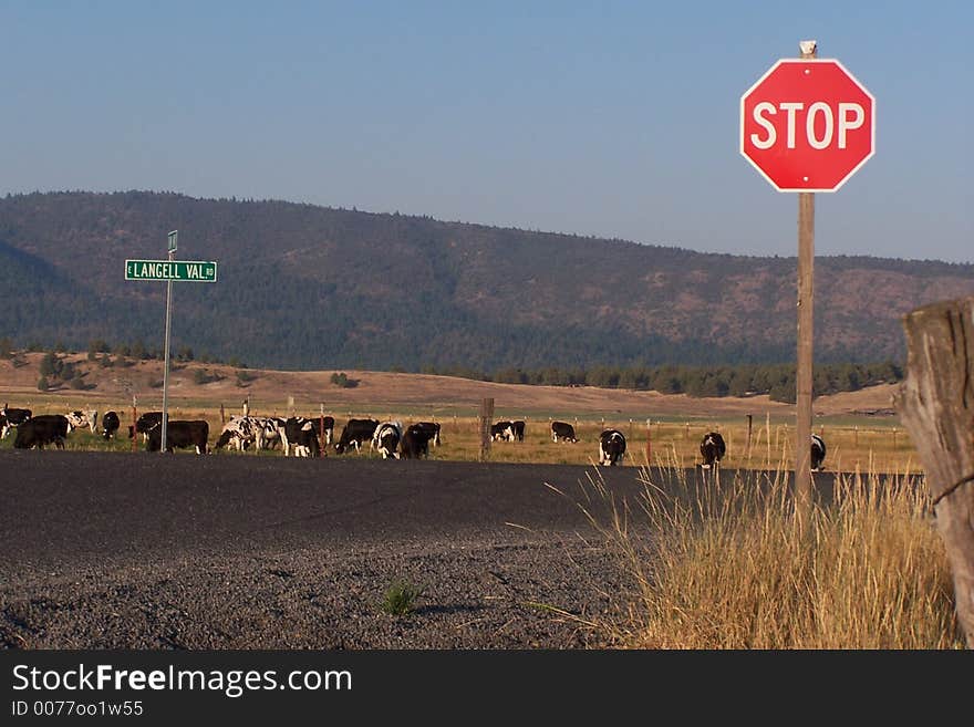 I came upon this scene early in the morning. It appears that the stop sign is warning you about what lies ahead. I came upon this scene early in the morning. It appears that the stop sign is warning you about what lies ahead.