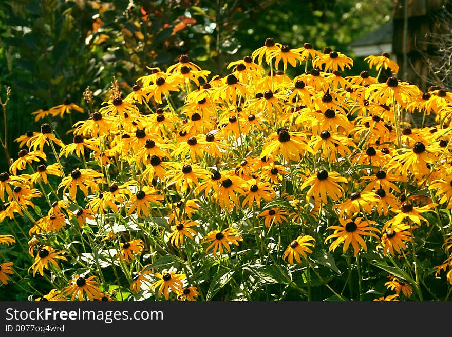 Blackeyed Susans