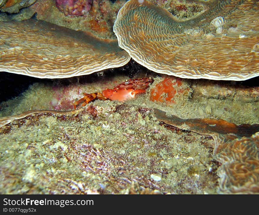 This crab is hiding from my dive light. This crab is hiding from my dive light