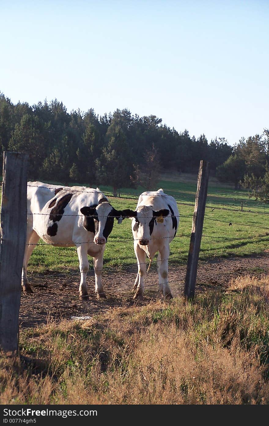 Nice picture of two Inquisitive calves standind between two fence posts.Taken early morning hours.
