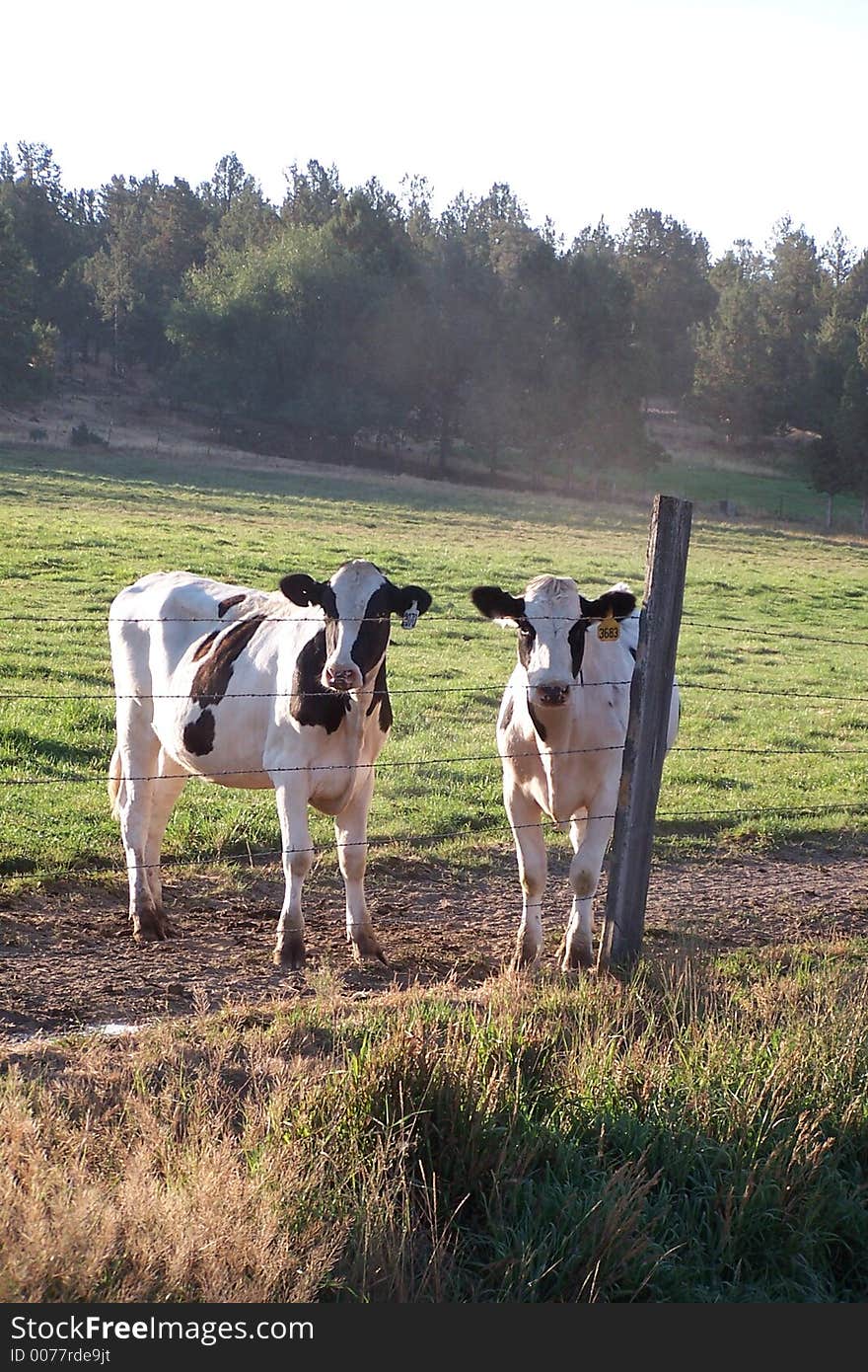 Nice picture of two Inquisitive calves standind by a fence post.Taken early morning hours. Nice picture of two Inquisitive calves standind by a fence post.Taken early morning hours.