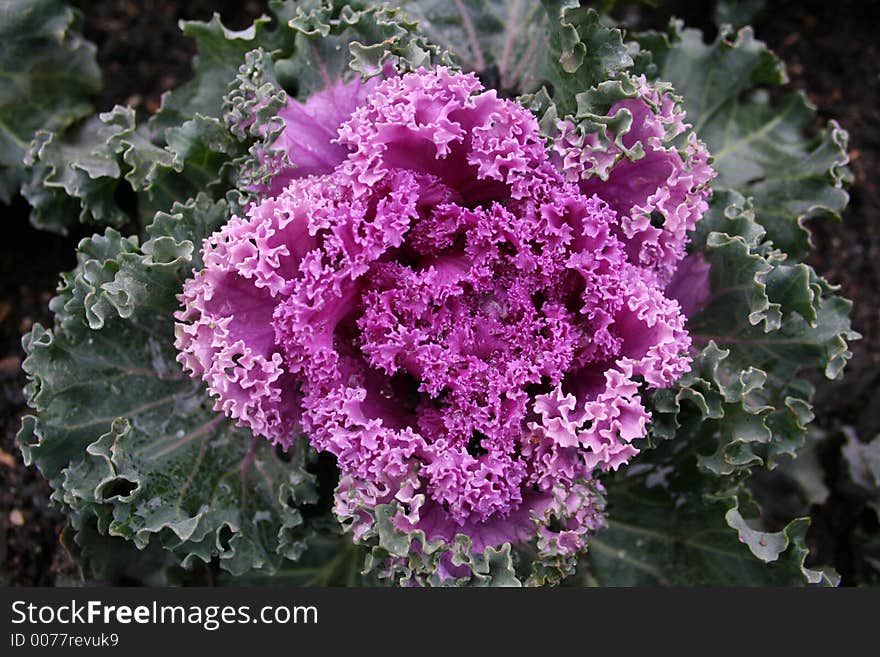 Close up of beautiful plant. Close up of beautiful plant.