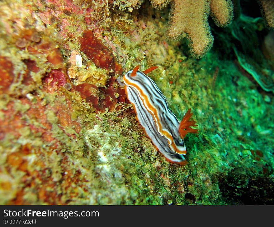 Chromodoris magnifica side profile crawling on a coral reef. Chromodoris magnifica side profile crawling on a coral reef