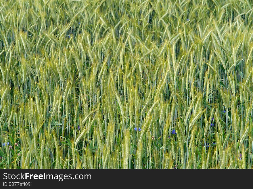 Young,spring cereal,rye. Background. Young,spring cereal,rye. Background