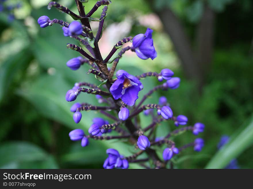 Close up of beautiful flower . Close up of beautiful flower .