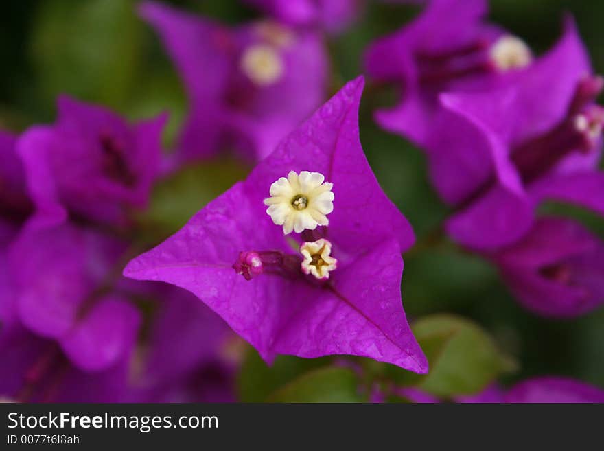 Close up of beautiful flower . Close up of beautiful flower .