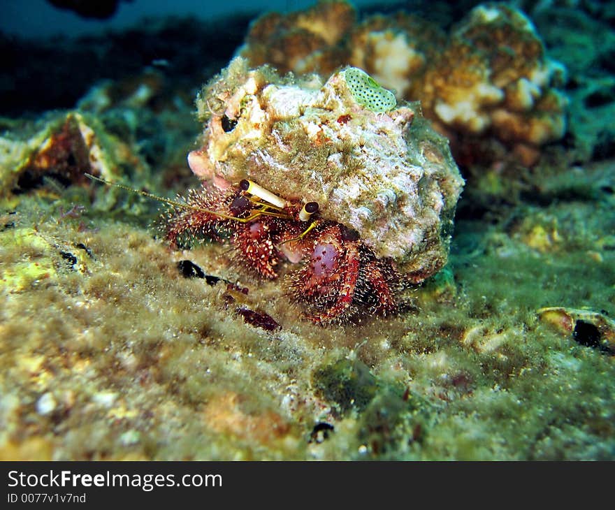 Cute little hermit crab on a coral reef