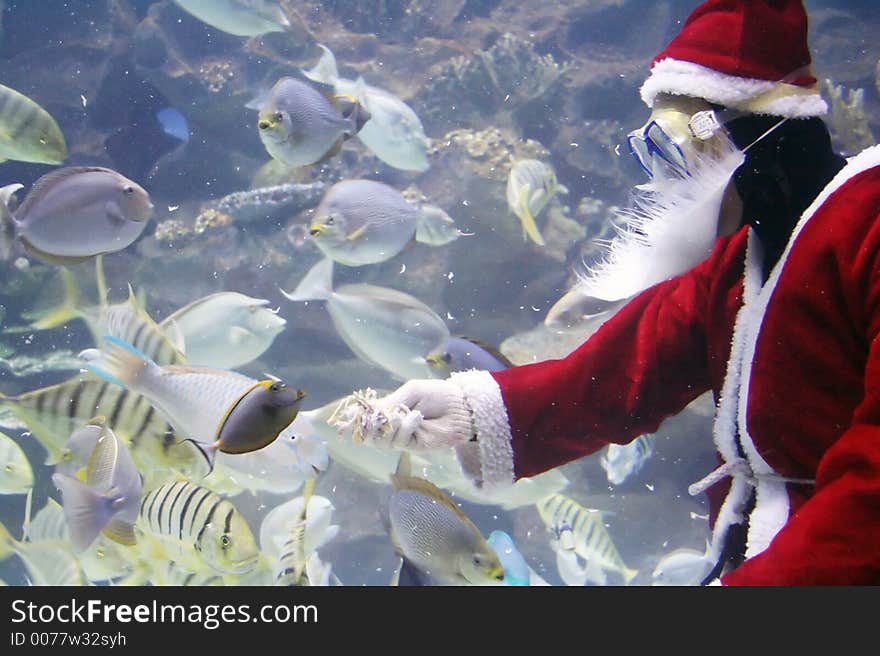 Santa Clause feeding fishes at aquarium. (note: image is slightly grainy due to low light condition.)