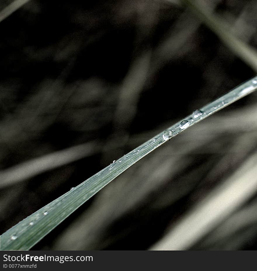 Early morning dew-drop