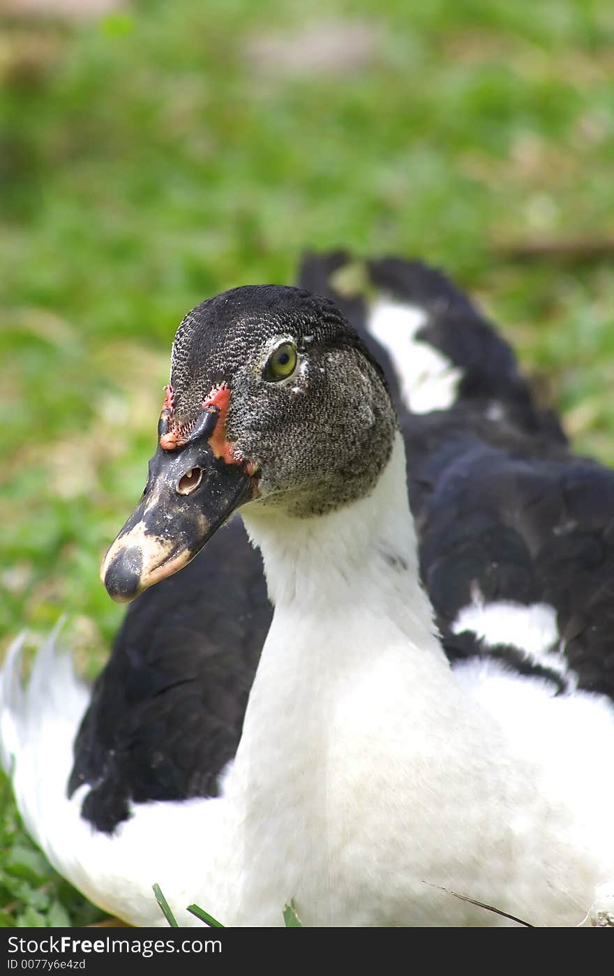 Duck sitting peacefully