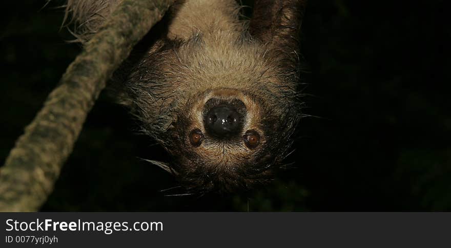 Sloth picture from Singapore Zoo. Sloth picture from Singapore Zoo