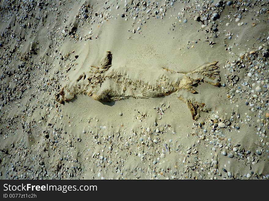 A mummified seal baby lying at the beach. A mummified seal baby lying at the beach.