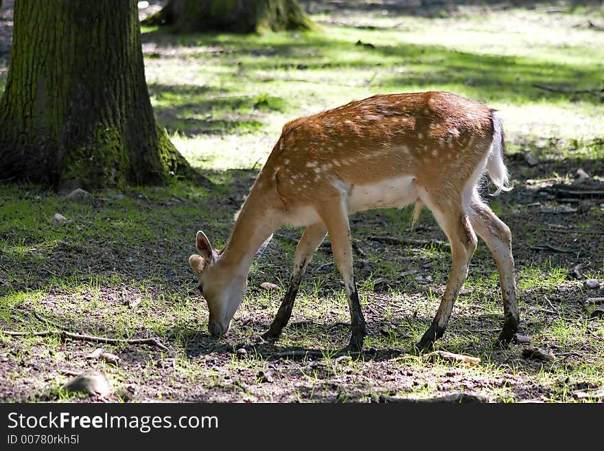 A deer in a forest. A deer in a forest