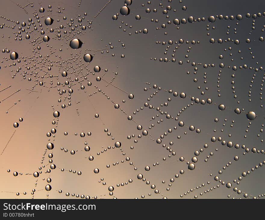 Morning dew on a web. Morning dew on a web.