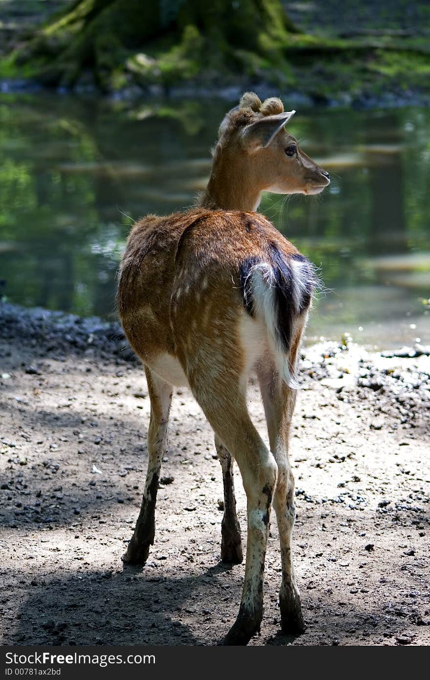 A deer standing alone in the forest. A deer standing alone in the forest