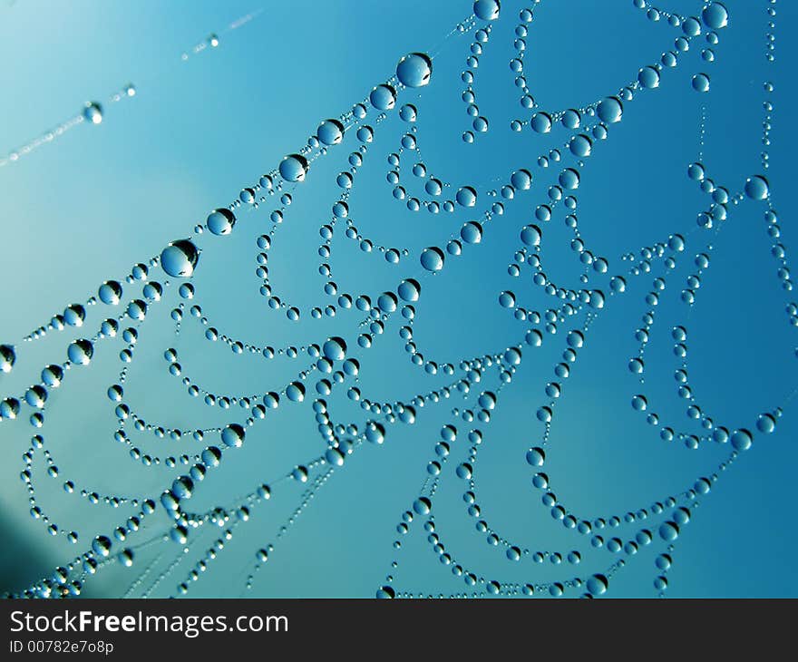 Morning dew on a web. Morning dew on a web.