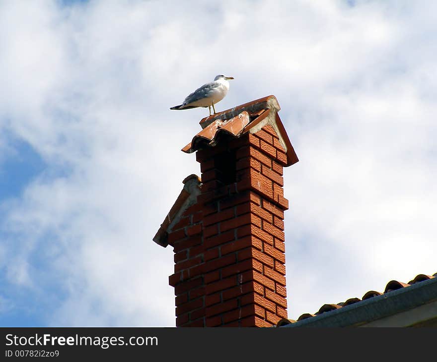 Standing sea gull on the chimeny