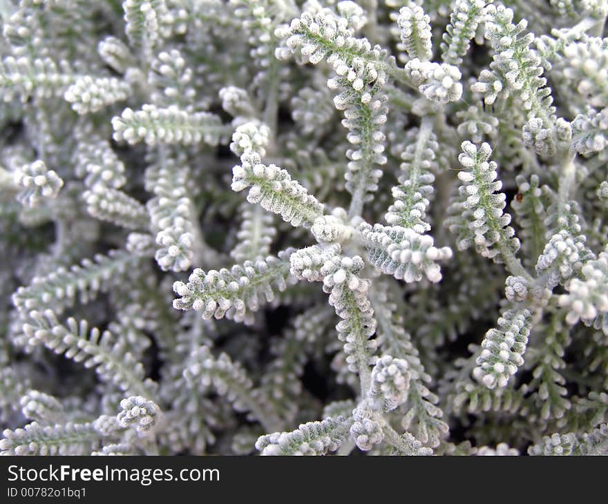 Beautiful white little plant close up. Beautiful white little plant close up