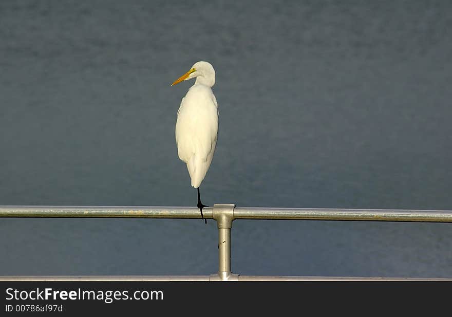 Egret Resting on a Boat Ramp