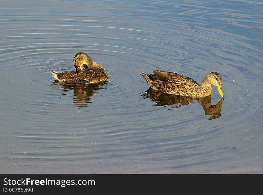 Pintail Ducks swimming by the boat ramp. Photographed at Walsingham Park in Largo Florida. Pintail Ducks swimming by the boat ramp. Photographed at Walsingham Park in Largo Florida