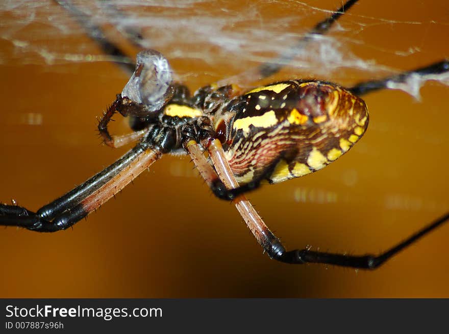 Yellow garden spider devouring her lunch