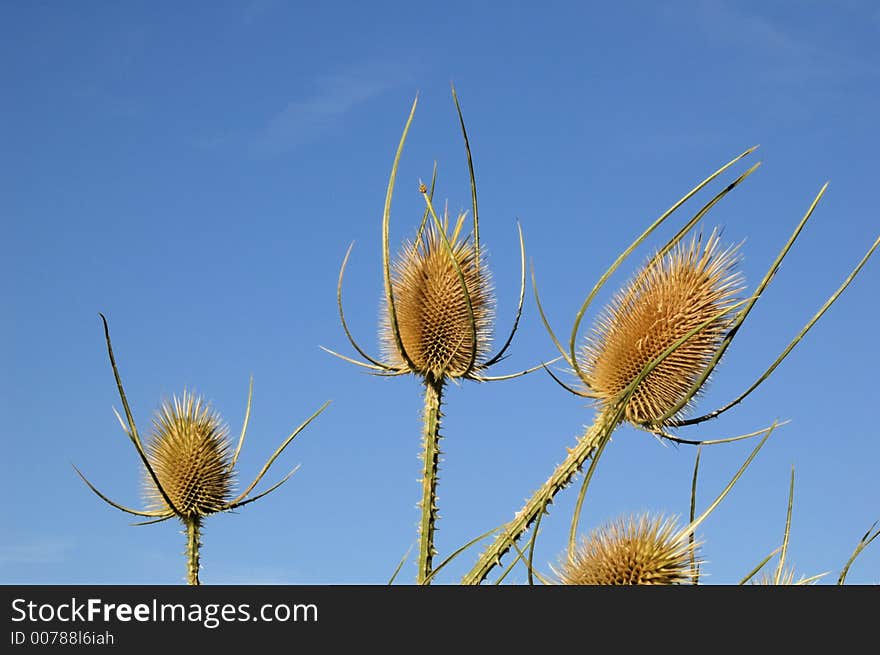 Three dead thistles with summer blue sky as background