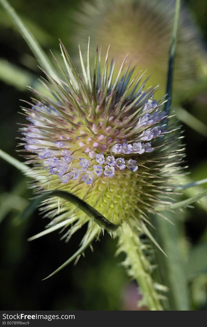 Macro picture of a blooming thistle