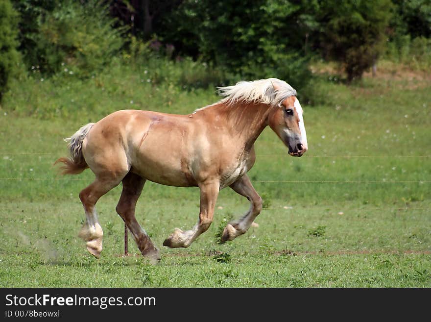 Beautiful Horse