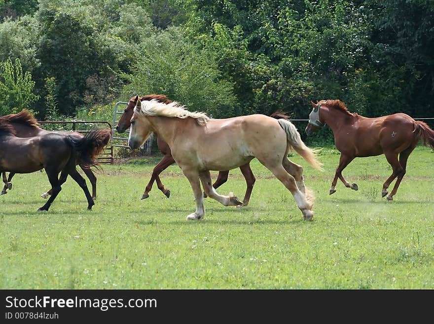 Running in a green pasture. Running in a green pasture