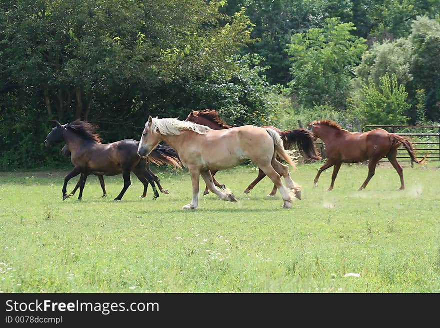 Running in a green pasture. Running in a green pasture