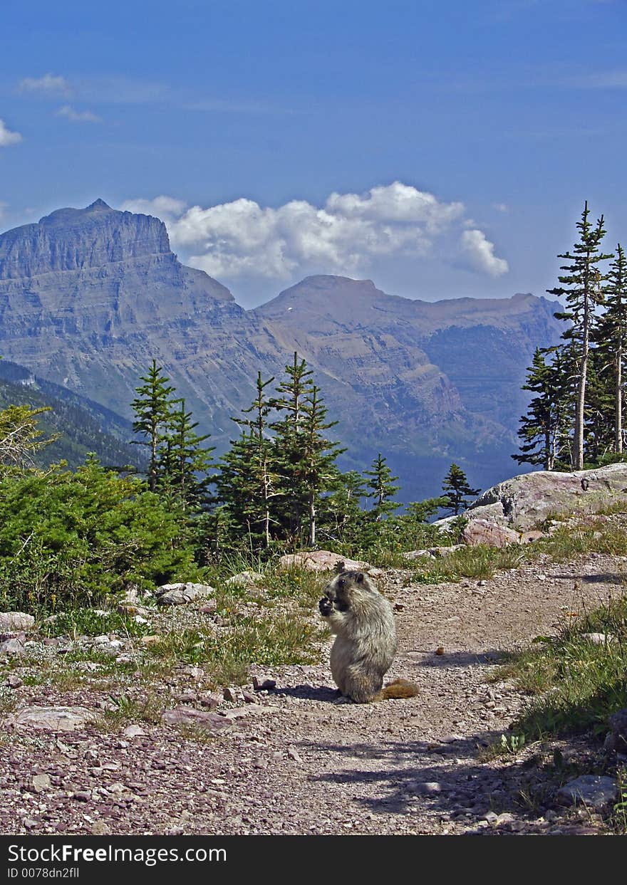 Marmot On Trail