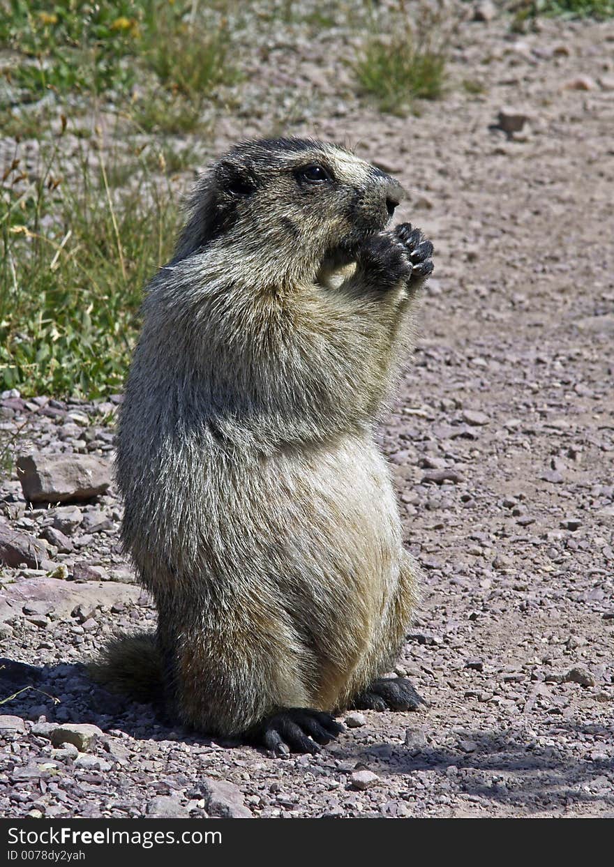 This image of the marmot eating was taken on a trail in Glacier National Park during a summer hike. This image of the marmot eating was taken on a trail in Glacier National Park during a summer hike.