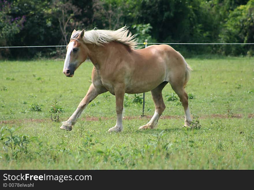 Beautiful Horse