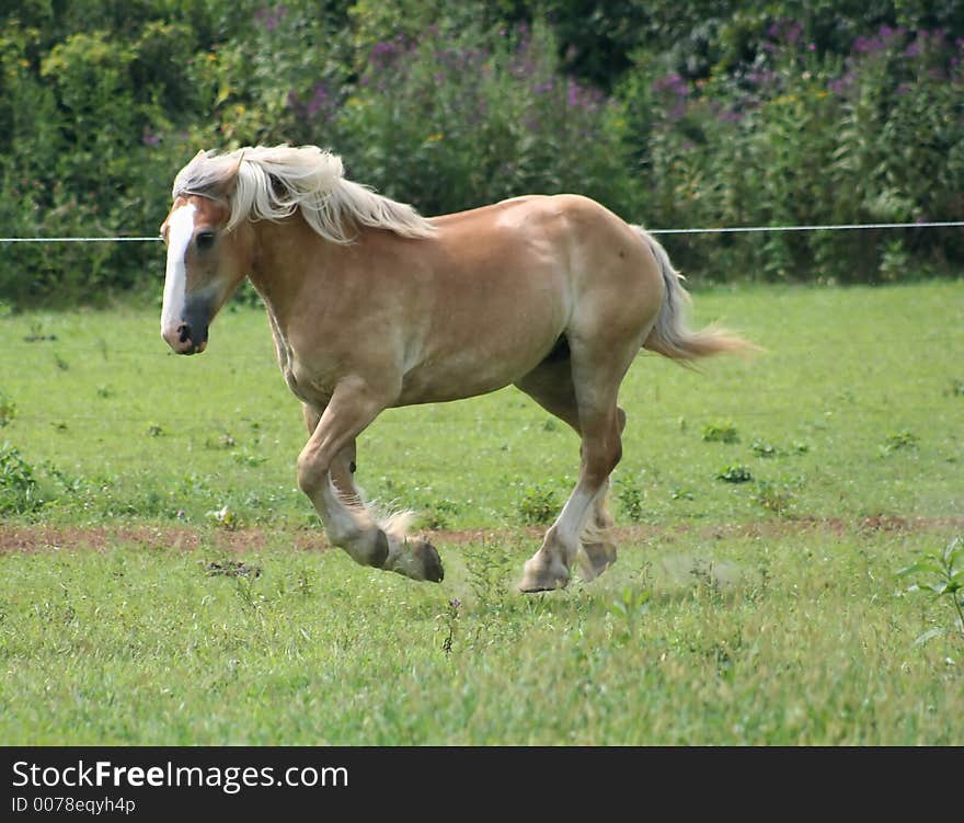 Beautiful Horse