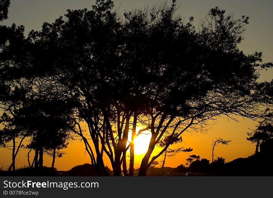 Tree over sunset night scenery. Tree over sunset night scenery