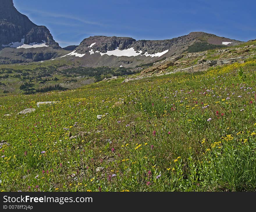 Wildflower Heaven