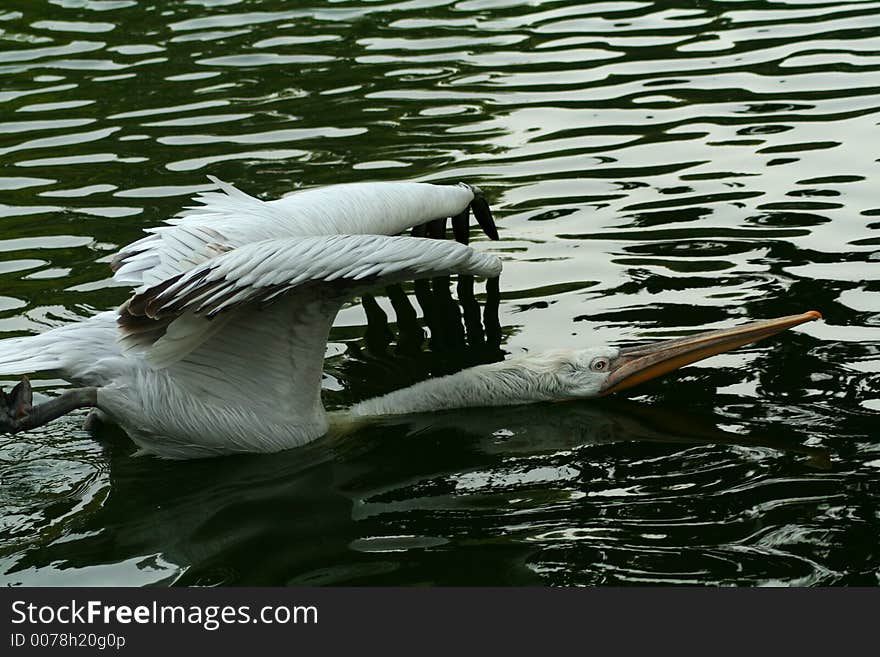 A white pelican give a stretch. A white pelican give a stretch