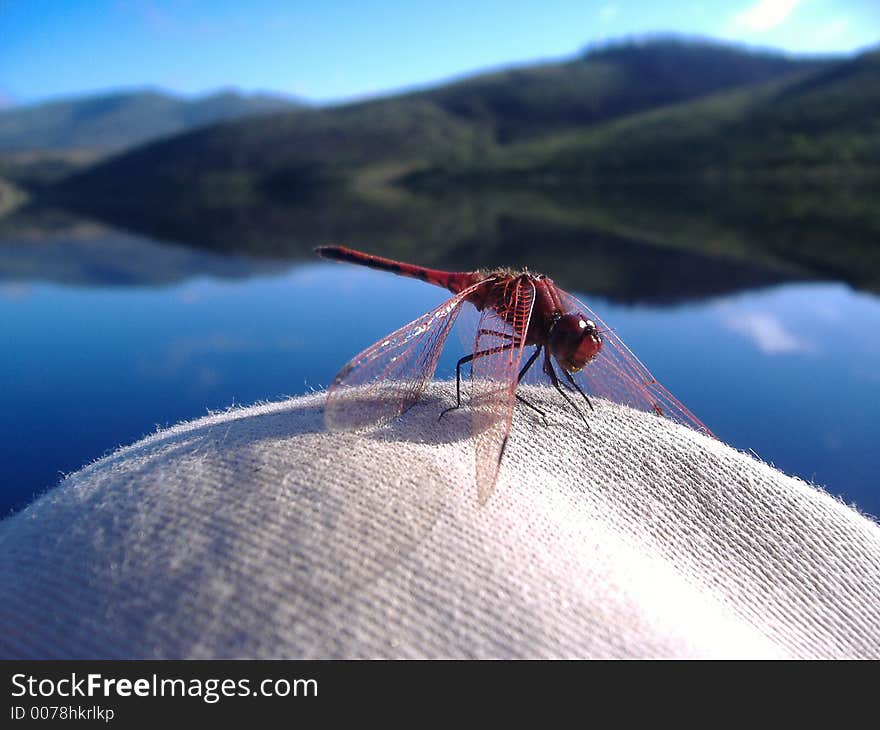 a close up of a red african dragonfly resting