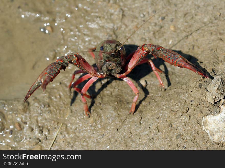 River Crab