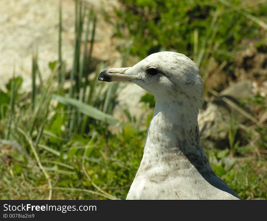 A close up of a seagull. A close up of a seagull