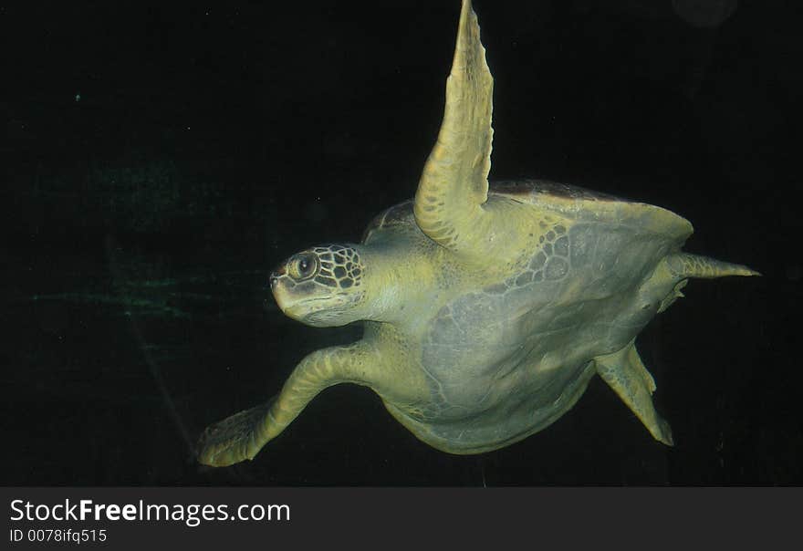 A sea turtle swimming in the aquarium in Vancouver