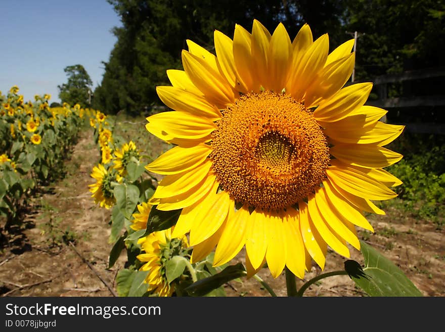 In a patch on a sunny day. In a patch on a sunny day