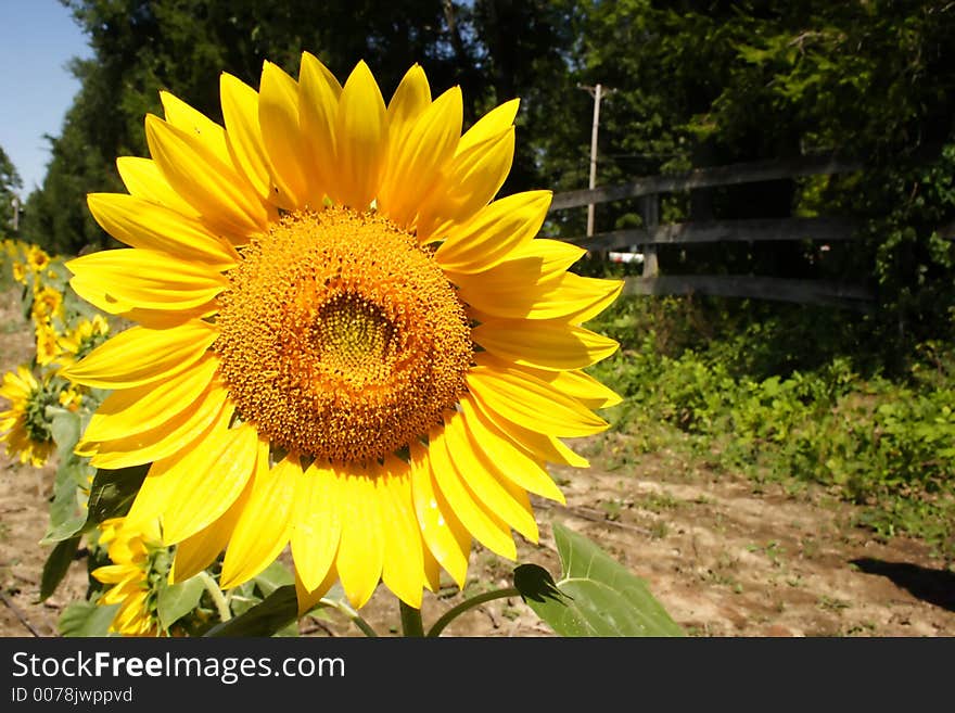 In a patch on a sunny day. In a patch on a sunny day