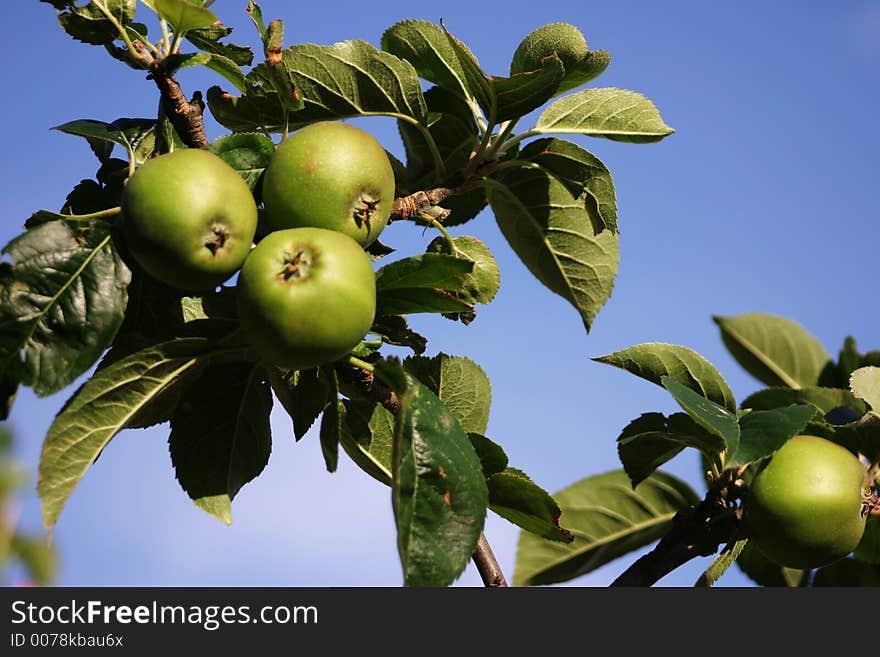 Summer Fruit